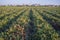 Tomatoes plantation furrows with tomato factory at bottom