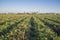 Tomatoes plantation furrows with tomato factory at bottom