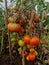 Tomatoes plants in a green house in a fall