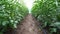 Tomatoes plants in a greenhouse. Organic vegetables. Horticulture.