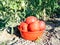 tomatoes in red bowl close-up near tomato bush