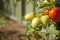 Tomatoes Ripe