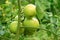 Tomatoes ripen