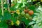 Tomatoes ripen on a branch