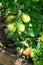 Tomatoes ripen on a branch