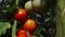 Tomatoes ripen in a greenhouse.