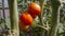 Tomatoes ripen in a greenhouse.