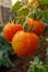 Tomatoes ripening in greenhouse. A photo of tomato on the vine