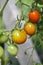 Tomatoes ripening on the plant