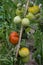 Tomatoes ripening on a plant