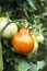 Tomatoes ripening in the plant in an orchard