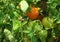 Tomatoes Ripening on the Vine