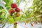 Tomatoes riping in a greenhouse