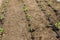 Tomatoes seedlings in the greenhouse