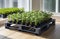 Tomatoes seedlings on a grey background. Young tomato pepper sprouts in pots