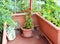 tomatoes in a small urban garden on the terrace apartment