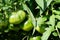 Tomatoes Solanum Lycopersicum