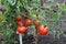 Tomatoes on stem