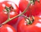 Tomatoes on stem