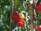 Tomatoes in the sun in Toscane, Italy