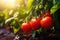 Tomatoes Thriving on a Farm - Immerse yourself in the vivid hues of nature\\\'s bounty