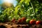 Tomatoes Thriving on a Farm - Immerse yourself in the vivid hues of nature\\\'s bounty