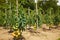 Tomatoes in a traditional orchard