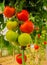 Tomatoes on tree