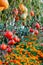 Tomatoes on tree in a greenhouse