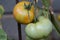 Tomatoes in varies stages of ripeness on a diseased plant