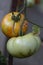 Tomatoes in varies stages of ripeness on a diseased plant