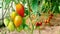 Tomatoes of varying ripeness grow in a polycarbonate greenhouse. Growing organic tomatoes on beds mulched with cut grass. Tomatoes