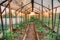 Tomatoes Vegetables Growing In Raised Beds In Vegetable Garden A