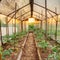 Tomatoes Vegetables Growing In Raised Beds In Vegetable Garden