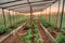 Tomatoes Vegetables Growing In Raised Beds In Vegetable Garden