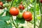 Tomatoes on vine