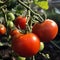 Tomatoes on the Vine