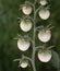 Tomatoes on the vine