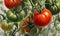 Tomatoes on a vine, close-up watercolor style