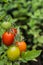 Tomatoes on the vine in varying degrees of ripeness