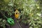 Tomatoes and watering cans in greenhouse