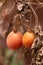 Tomatoes on withered plant