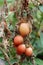 Tomatoes on withered plant.