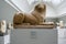 Tomb Lion sculptured from limestone