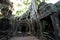 Tomb Raider Tree in Ta Prohm Temple, Temples of Angkor, Cambodia