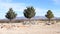 Tombstone, Arizona: Desert Cemetery