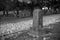 Tombstone and graves in graveyard landscape,black and white.