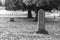 Tombstone and graves in graveyard landscape,black and white.