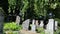 Tombstone tree graveyard