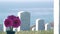 Tombstones of american national memorial cemetery, military graveyard in USA.